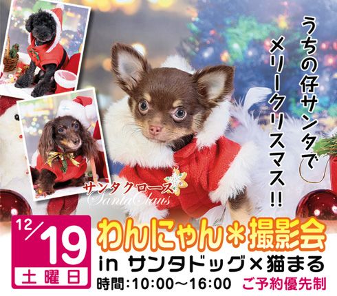 年12月19日クリスマス撮影 サンタドッグｘ猫まる ペットフォトスタジオ わんこ ぷらネット